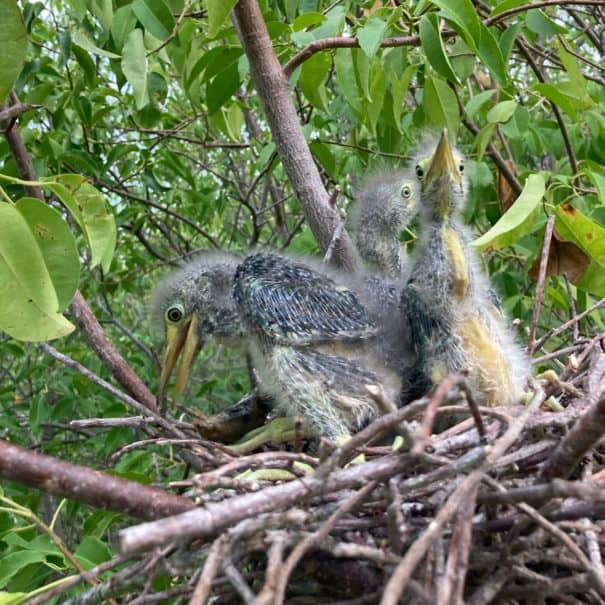 Trips and Tours around Dune Towers Kalpitiya