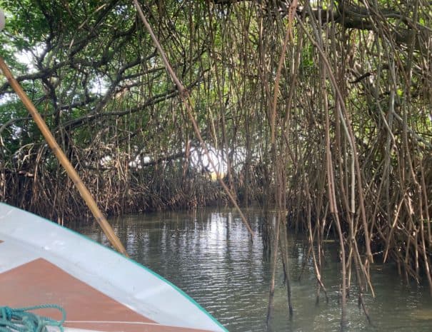 Mangrove Kalpitiya Sri Lanka boat tour
