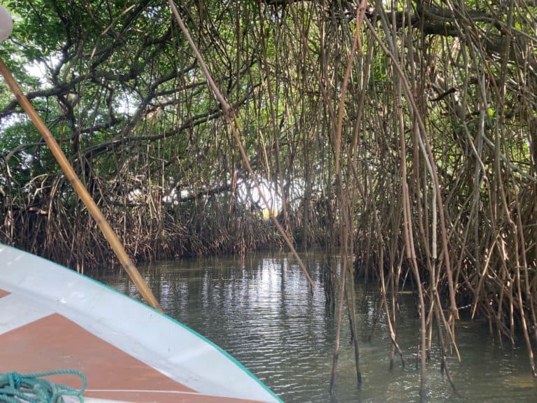 Mangrove Kalpitiya Sri Lanka boat tour