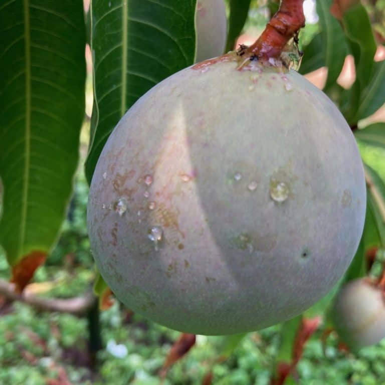 Fruit Garden Dune Towers