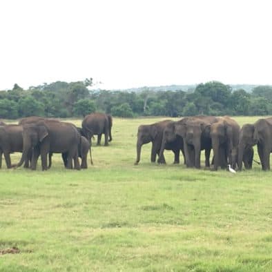 Nature watching safari