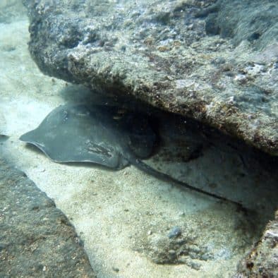Scuba diving trip, Kalpitiya