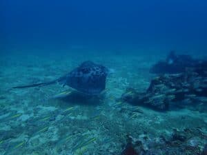 scuba diving Kalpitiya