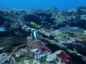 scuba diving Kalpitiya