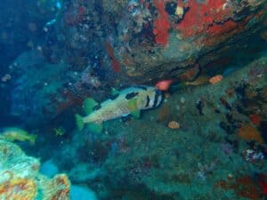 scuba diving Kalpitiya