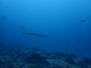 scuba diving Kalpitiya