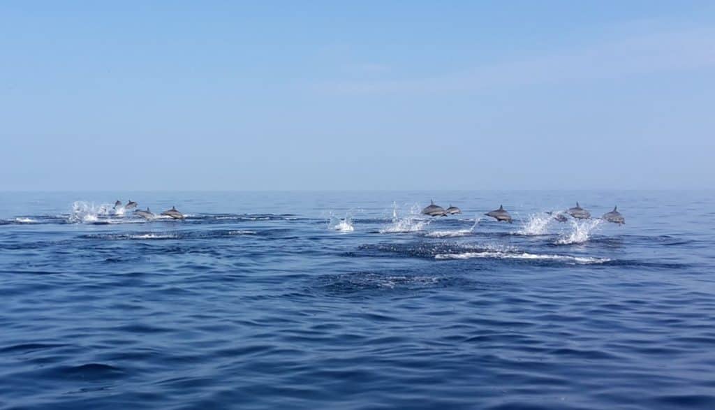 Kalpitiya Dolphin watching boat tour