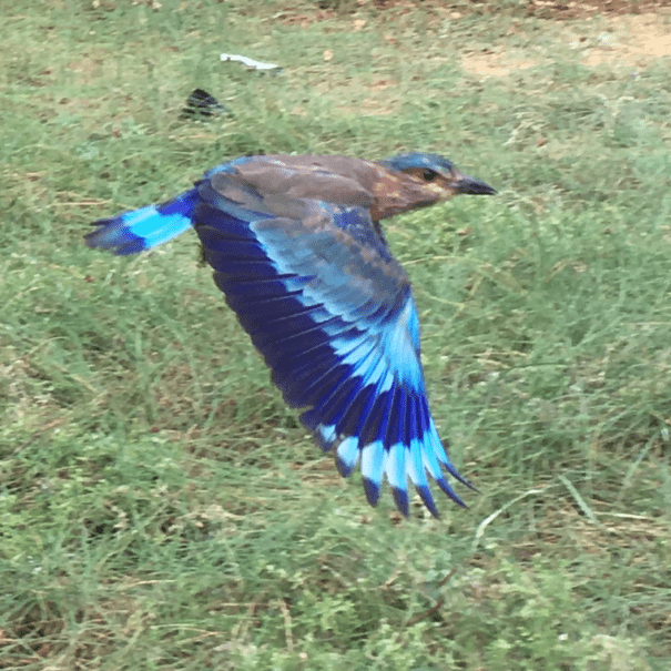 Wild nature in Dune Towers, birdwatching