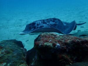 Marble ray. Scuba diving Kalpitiya