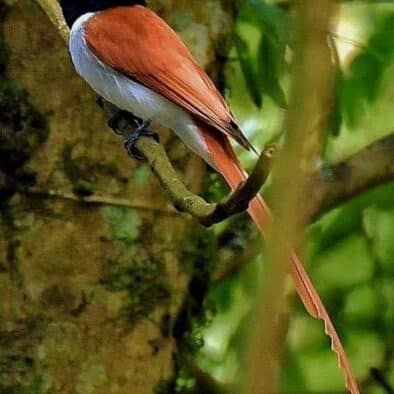 Asian Paradise Flycatcher Sri Lanka birdwatching