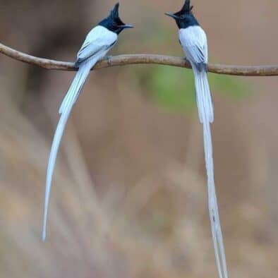 Paradise Flycatcher Sri Lanka birdwatching