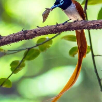 Asian Paradise Flycatcher Sri Lanka birdwatching