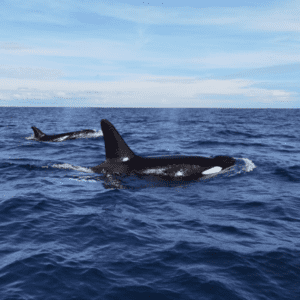 Orcas in Kalpitiya