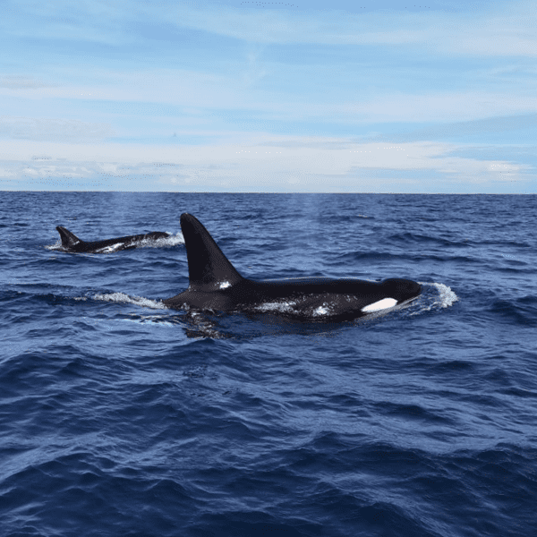 Orcas in Kalpitiya