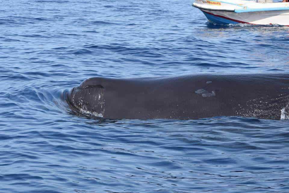 whale watching sri lanka, kalpitiya