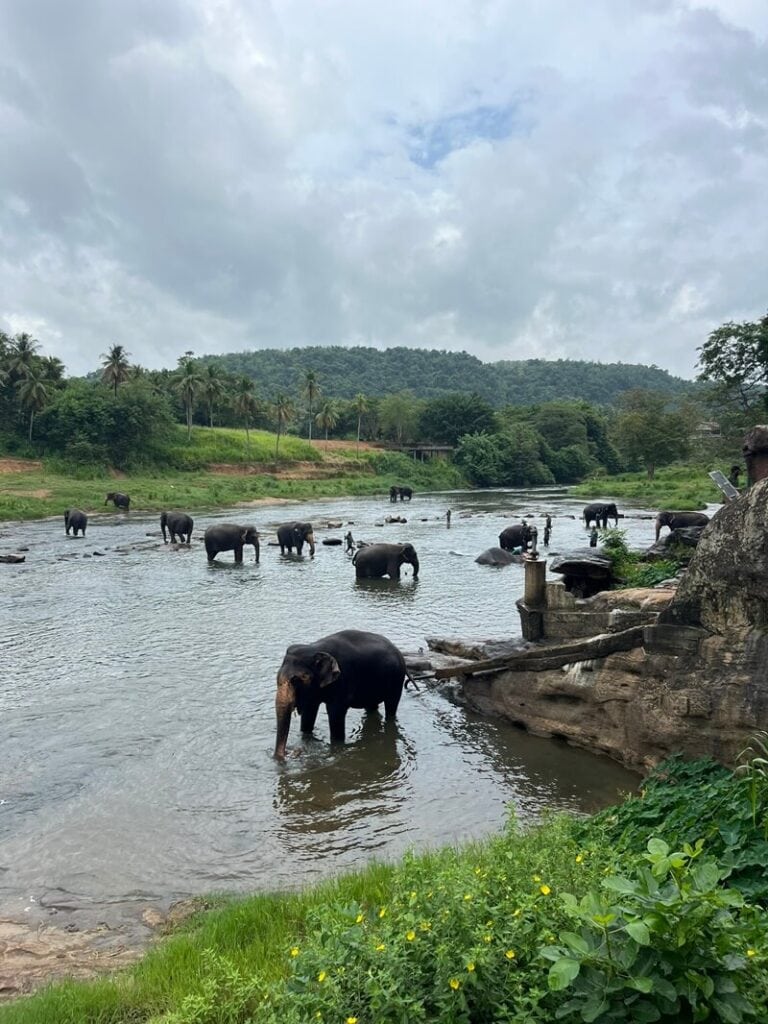 Pinnawala Sri Lanka, Elephants