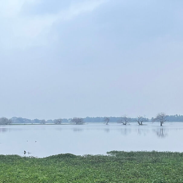 Anawilundawa Bird Sanctuary